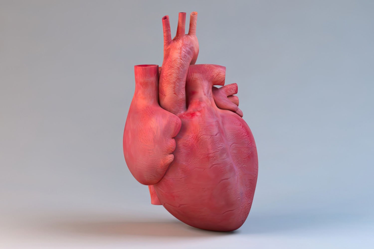 human heart real